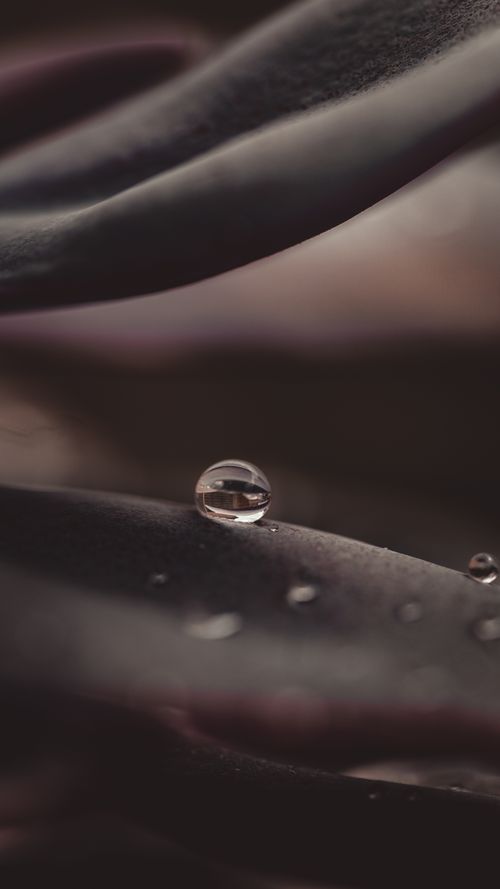 Free Close-up of a dewdrop resting on a plant leaf, capturing the essence of nature's delicate beauty. Stock Photo