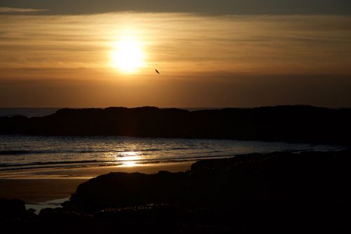 Free Captivating beach sunset with bird silhouette and shimmering ocean view. Stock Photo