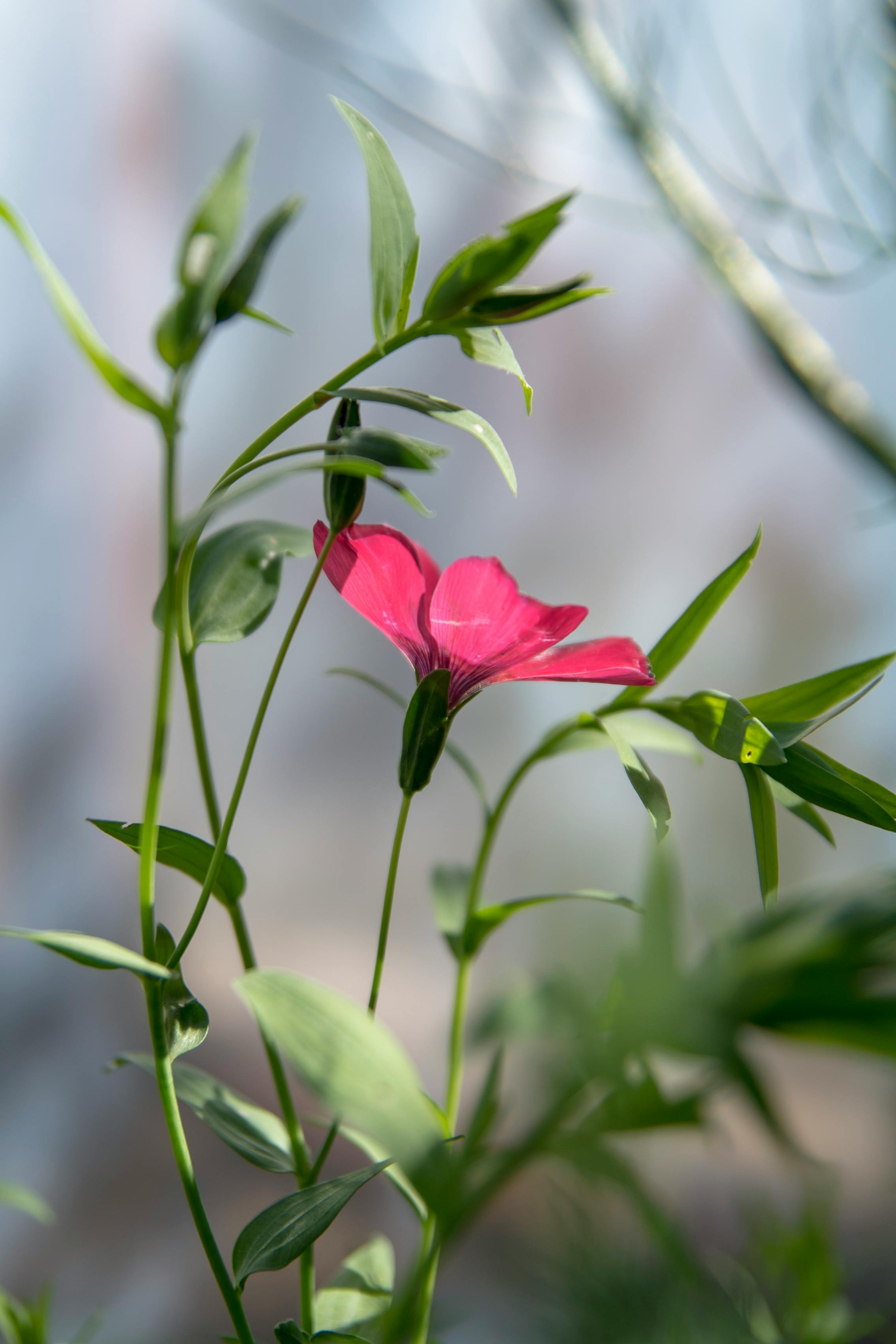 Close-Up Shot of a Pink Flax Flower in Bloom · Free Stock Photo