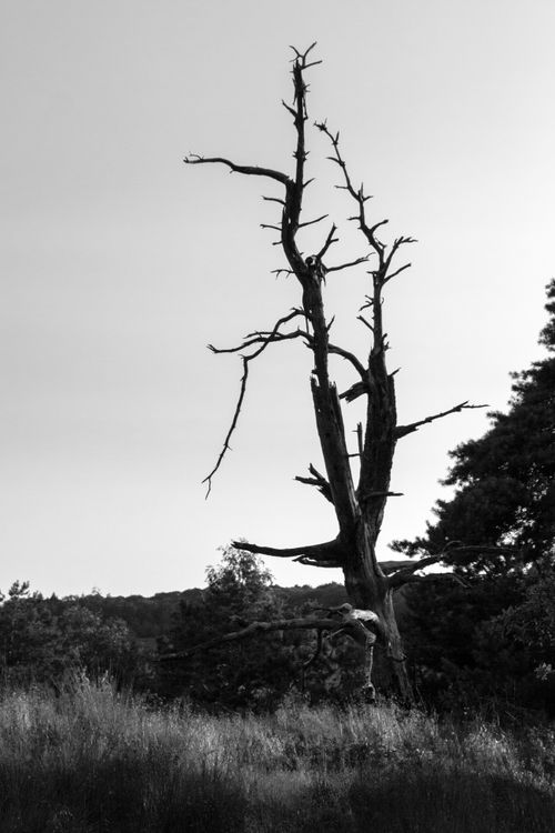 Free Dramatic black and white image of a leafless tree against a clear sky in Apeldoorn, Netherlands. Stock Photo