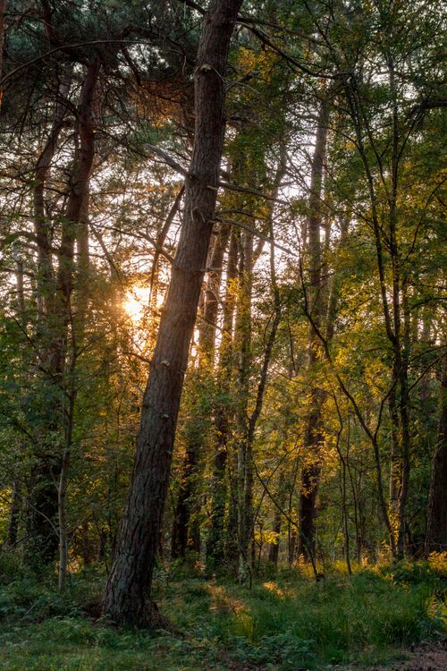 Free Captivating sunlit forest scene in Apeldoorn, showcasing serene nature views. Stock Photo