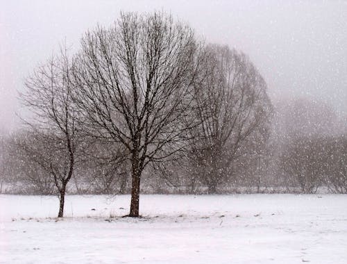 Pohon Coklat Yang Ditutupi Salju