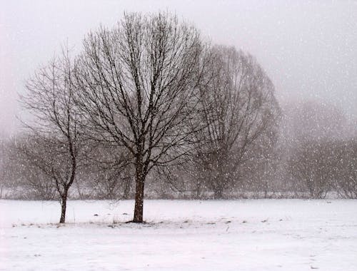 Arbres Bruns Couverts De Neige