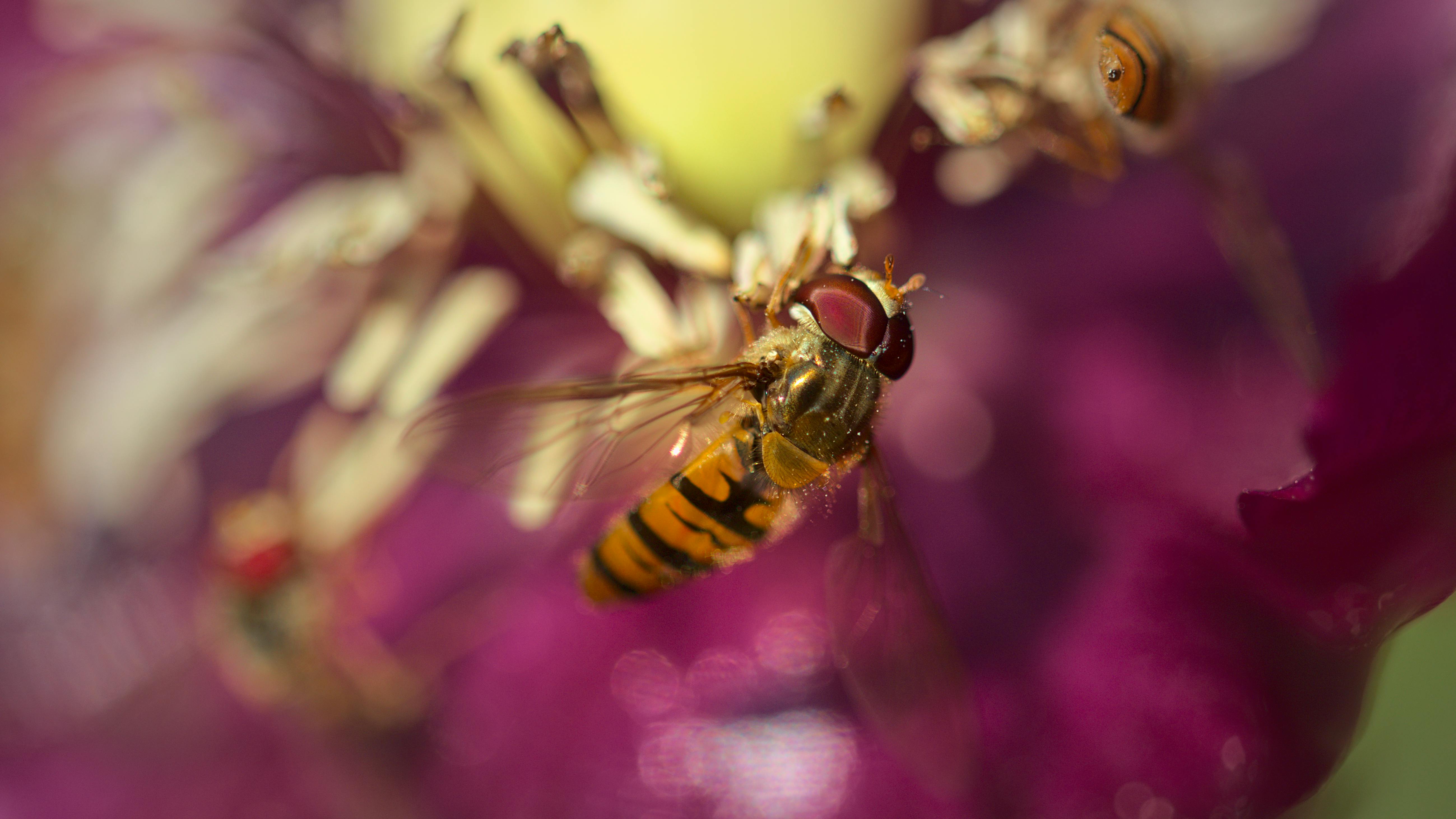 Brown Flying Insect Macro Photography · Free Stock Photo