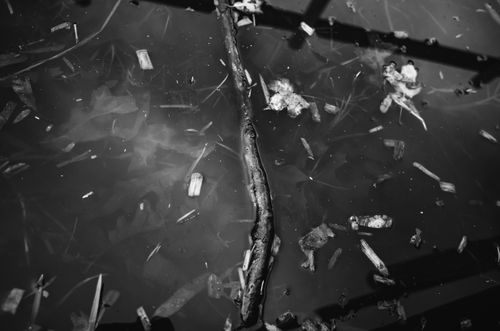 Free A moody black and white reflection of debris in a pond creates a surreal scene. Stock Photo