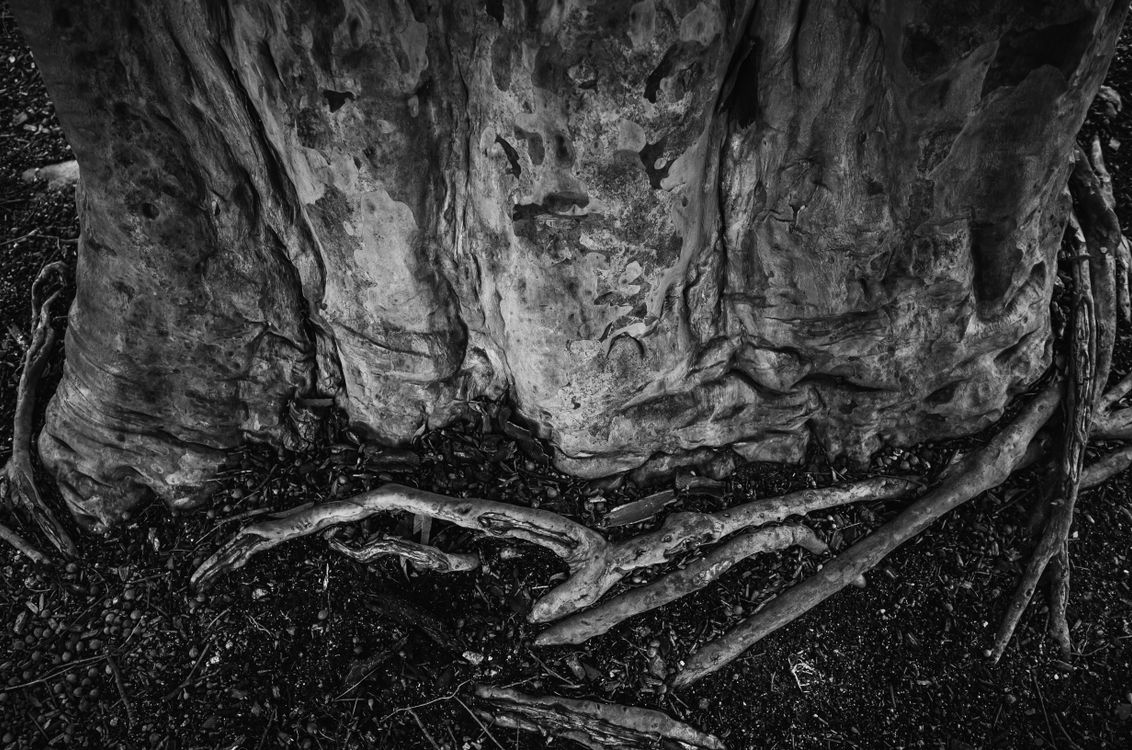 Grayscale Photo of Tree Roots · Free Stock Photo