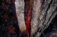 Close-Up Shot of a Sap in a Tree