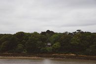 Green Trees Near Body of Water