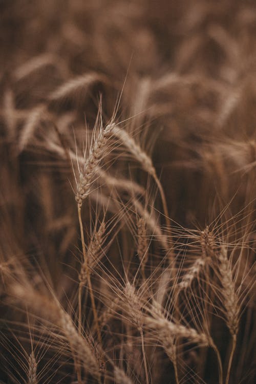 Gratis lagerfoto af hvede, lodret skud, natur