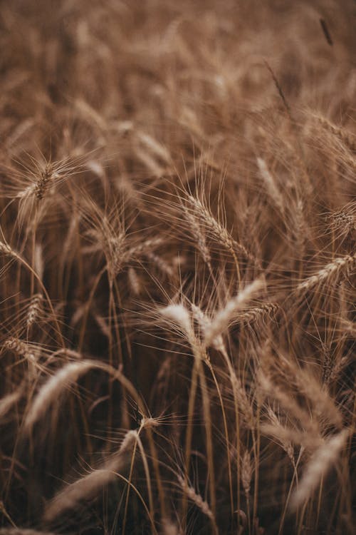 無料 垂直ショット, 小麦, 成長の無料の写真素材 写真素材