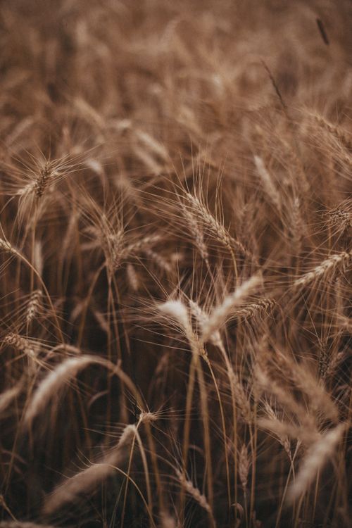 Free Captivating close-up of wheat stalks in a golden field, emphasizing growth and nature. Stock Photo