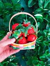手捧一篮新鲜草莓，绿叶葱茏，尽显丰收精华
