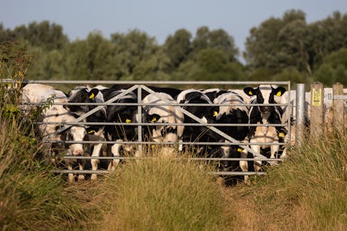 Free stock photo of cattle, cows, farm Stock Photo