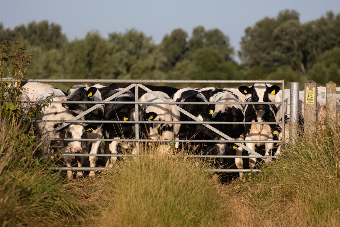 Бесплатное стоковое фото с голштино-фризский скот, домашний скот, коровы