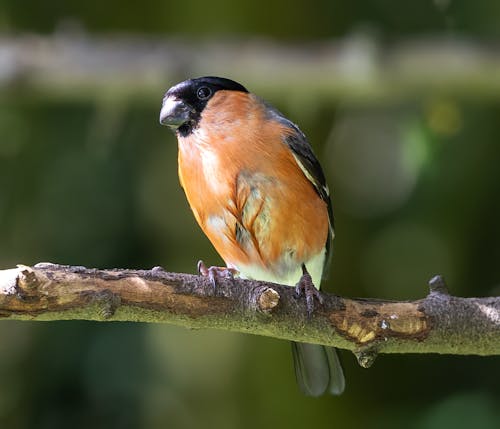 가지, 노래하는 새, 동물의 무료 스톡 사진