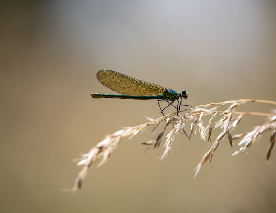 คลังภาพถ่ายฟรี ของ anisoptera, demoiselle, demoiselle ที่มีแถบสี