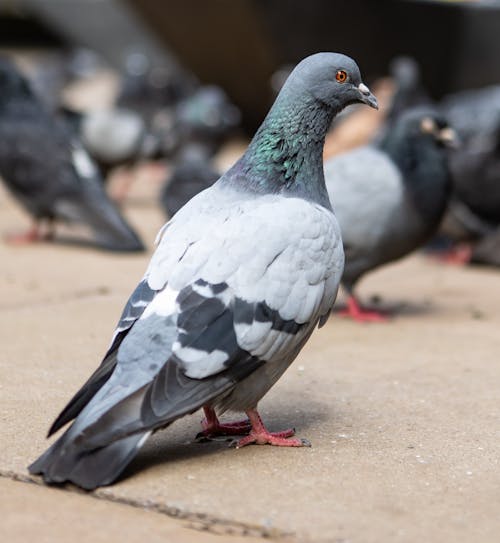 Free Close-Up Shot of a Pigeon Stock Photo