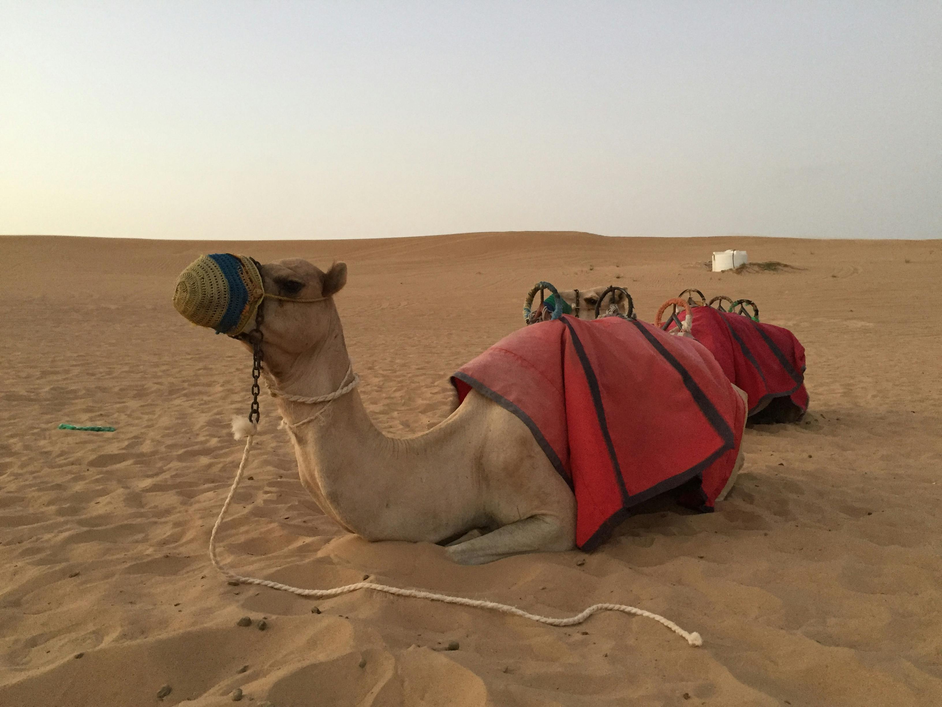 Free stock photo of camel, desert, safari