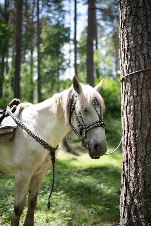 White Horse With Brown Wooden Trunk on Green Grass Field