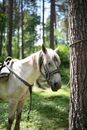 White Horse With Brown Wooden Trunk on Green Grass Field