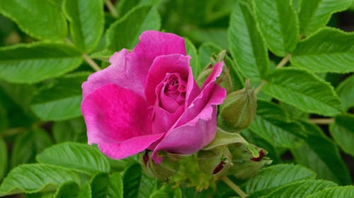 Close-Up of a Pink Rose