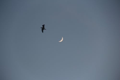 Gratis lagerfoto af flyve, fugl, Halvmåne