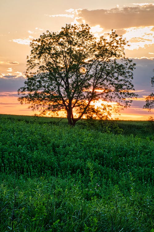 Fotos de stock gratuitas de árbol, campo, césped