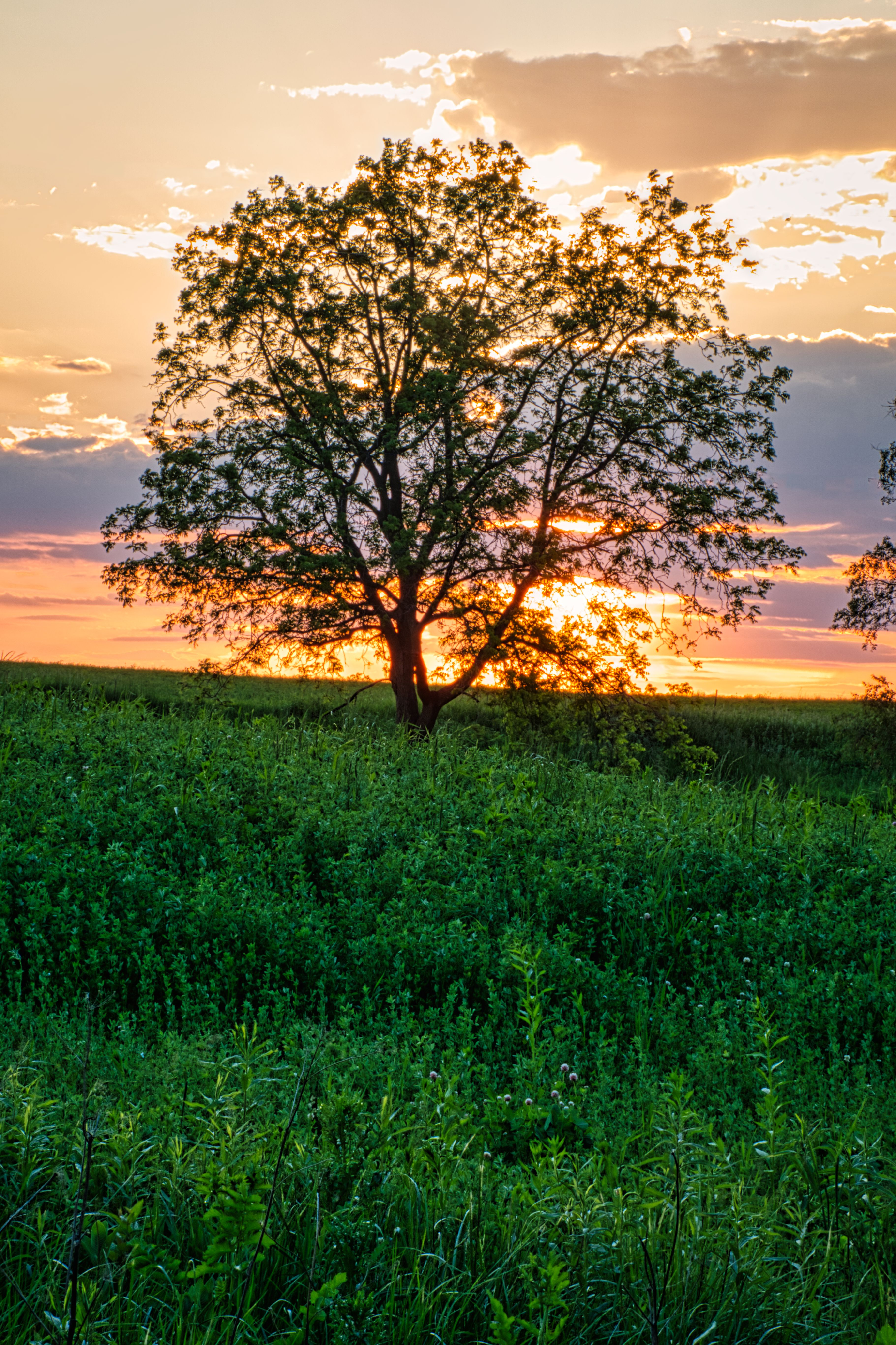 Green Grass Field During Golden Hour · Free Stock Photo