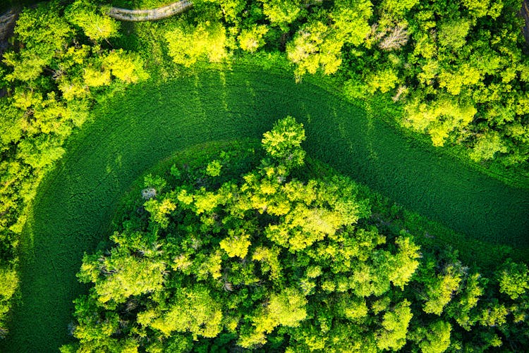 Bird's Eye View Of Green Trees And Grass