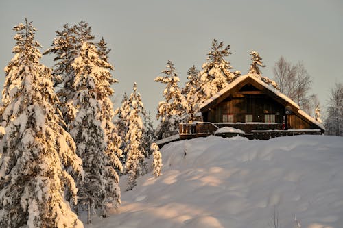Kostenloses Stock Foto zu bäume, bungalow, frost