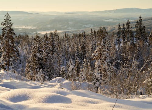 Photograph of Snow Covered Trees 