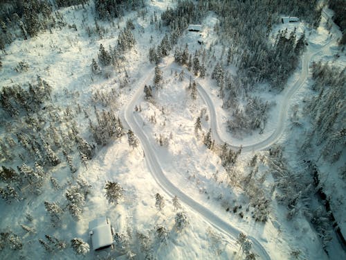 Aerial View of Snow Covered Trees