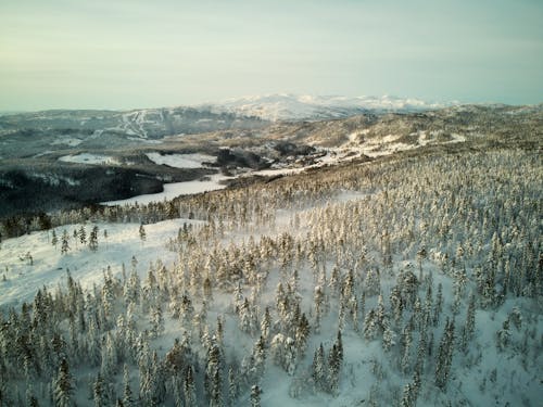 Drone Shot of Green Trees Covered in Snow