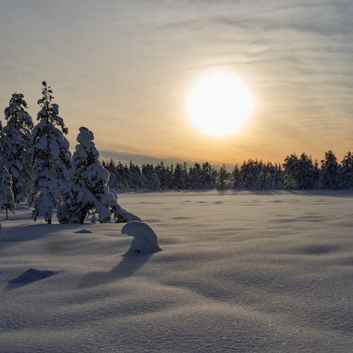 คลังภาพถ่ายฟรี ของ ดวงอาทิตย์, ต้นไม้, น้ำค้างแข็ง