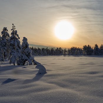 Serene winter landscape with snow-covered pine trees under the bright sun.