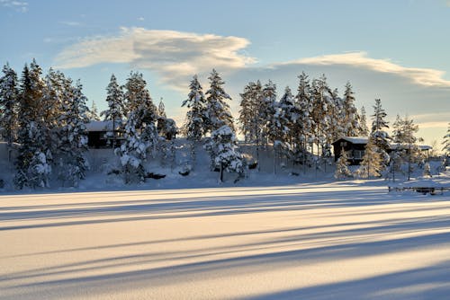 Immagine gratuita di alberi, campo, congelando