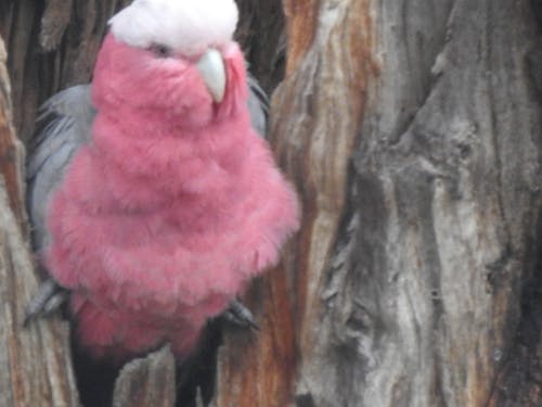 粉红凤头鹦鹉, 鳥, 鸚鵡 的 免费素材图片