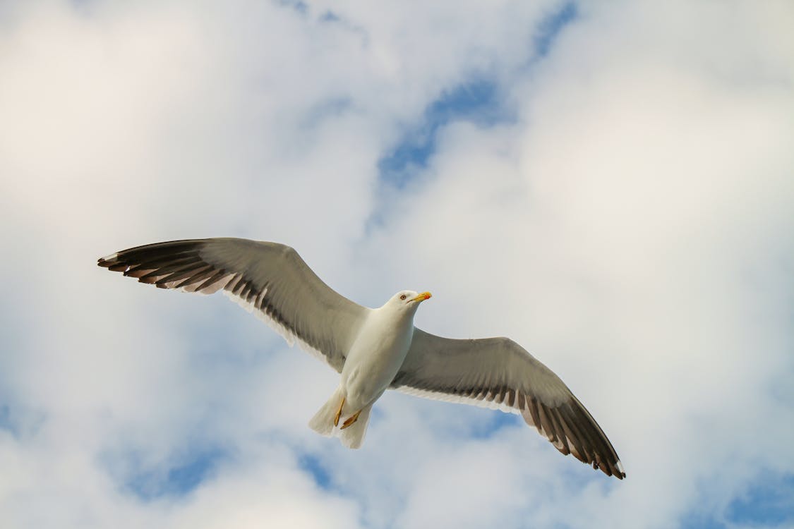 White Gull Flying Under White Clouds