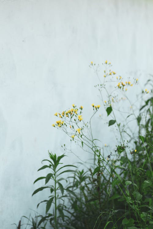 Fotobanka s bezplatnými fotkami na tému kvitnúci, kvitnutie, rastlina