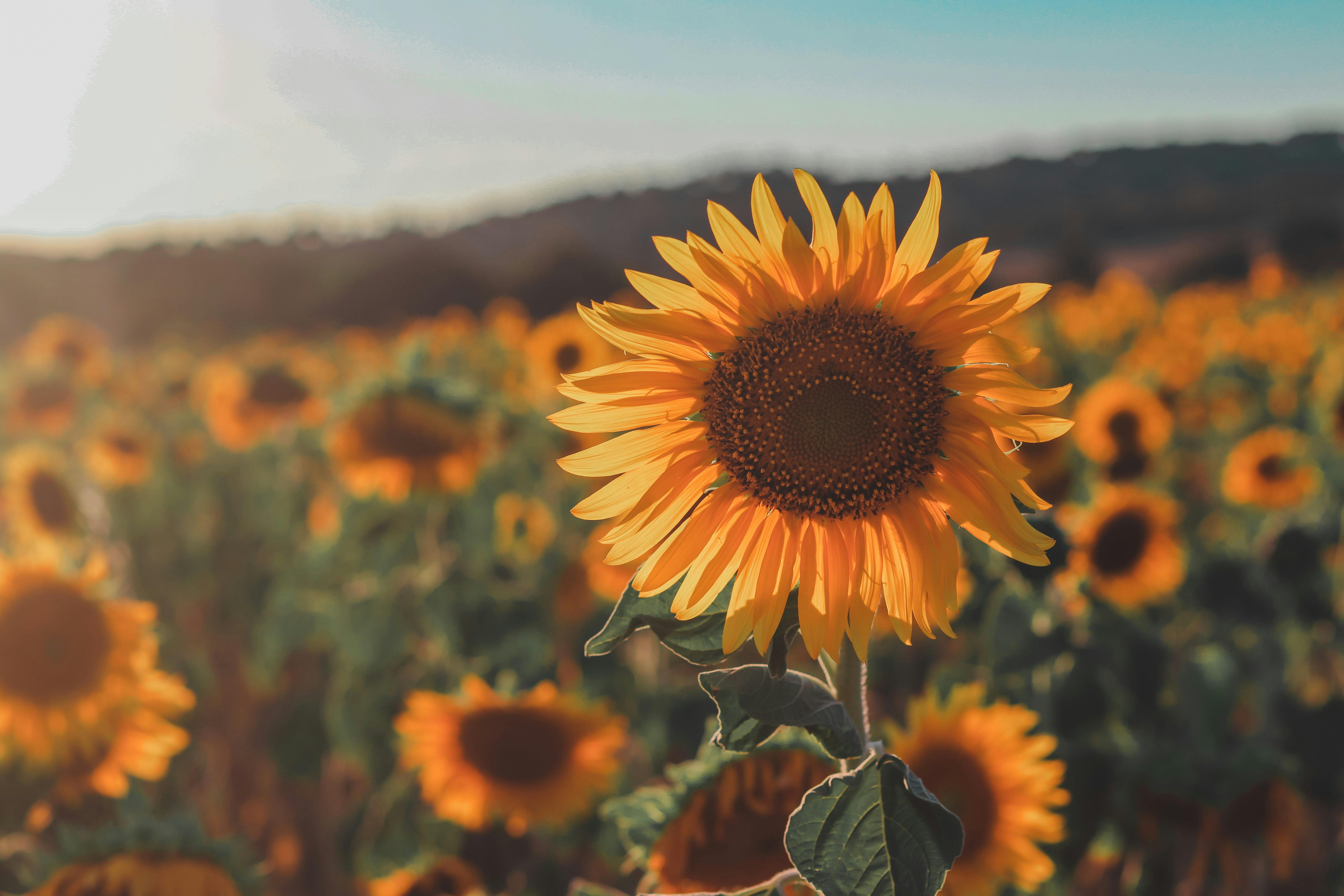 A vibrant sunflower field in full bloom under clear skies, symbolizing warmth and summer.