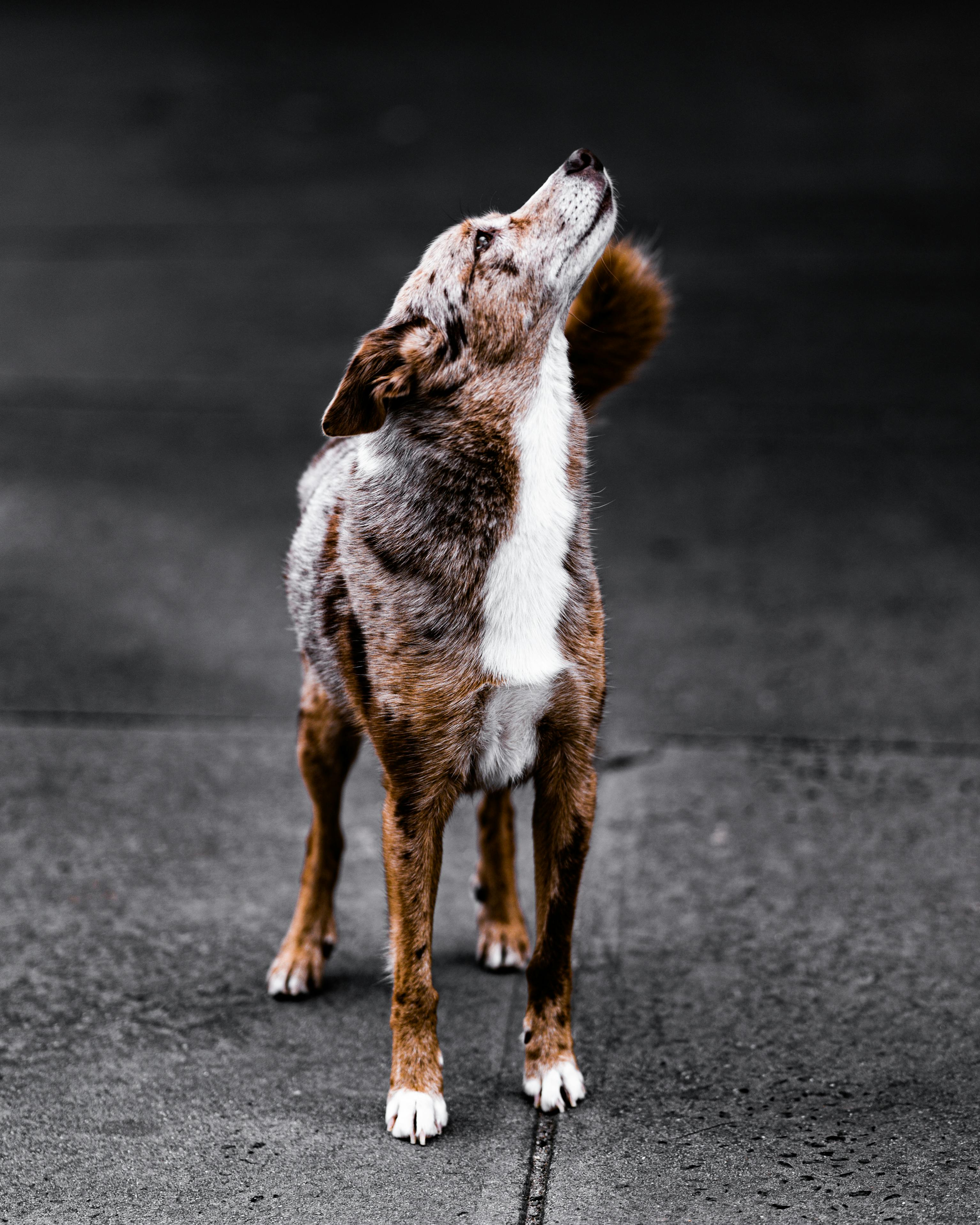 Dog Looking Up in the Sky · Free Stock Photo