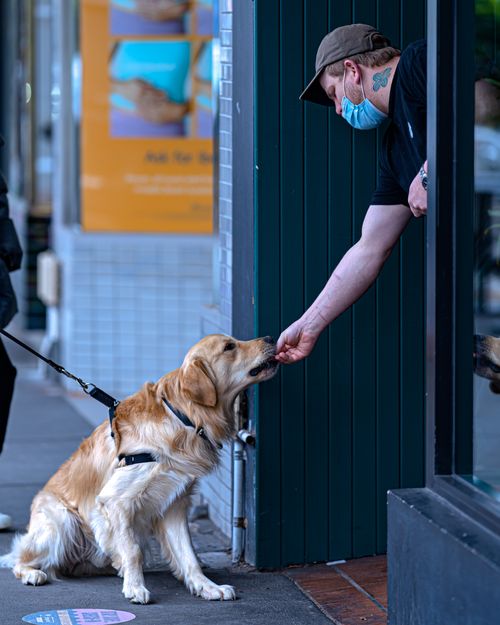 Free A man wearing a mask feeds a golden retriever on a city sidewalk. Stock Photo