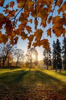 Early morning sun casting long shadows through maple leaves in a serene park setting.