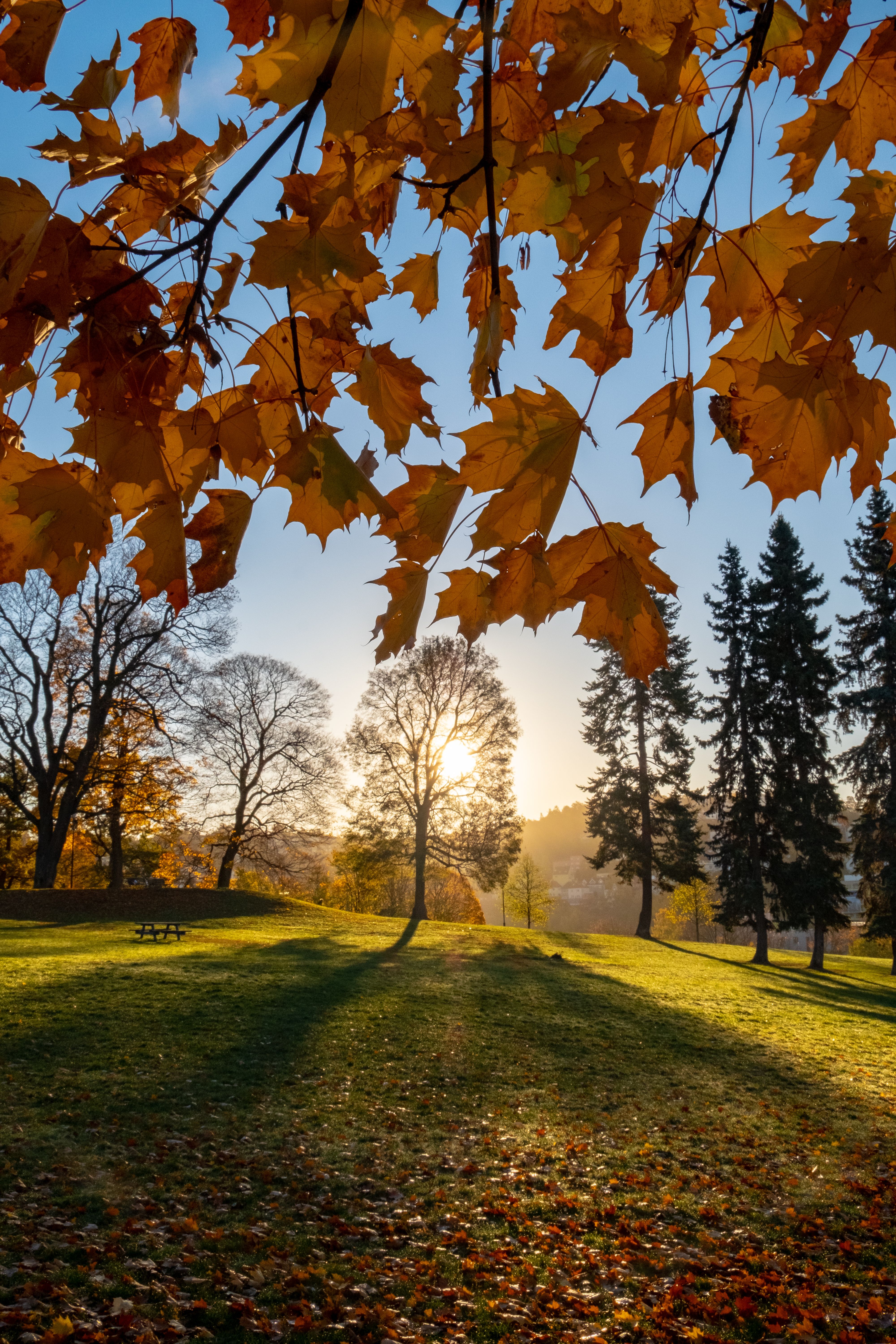 Trees on Green Grass Field during Sunrise · Free Stock Photo