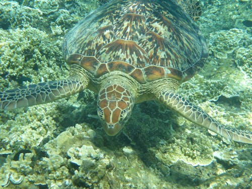 A Brown Turtle Swimming Underwater Above the Coral Reefs