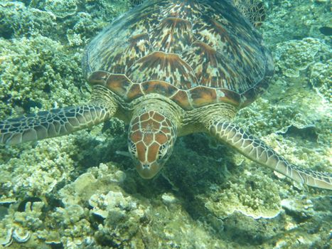 Detailed view of a green sea turtle swimming among corals in a tropical underwater setting.