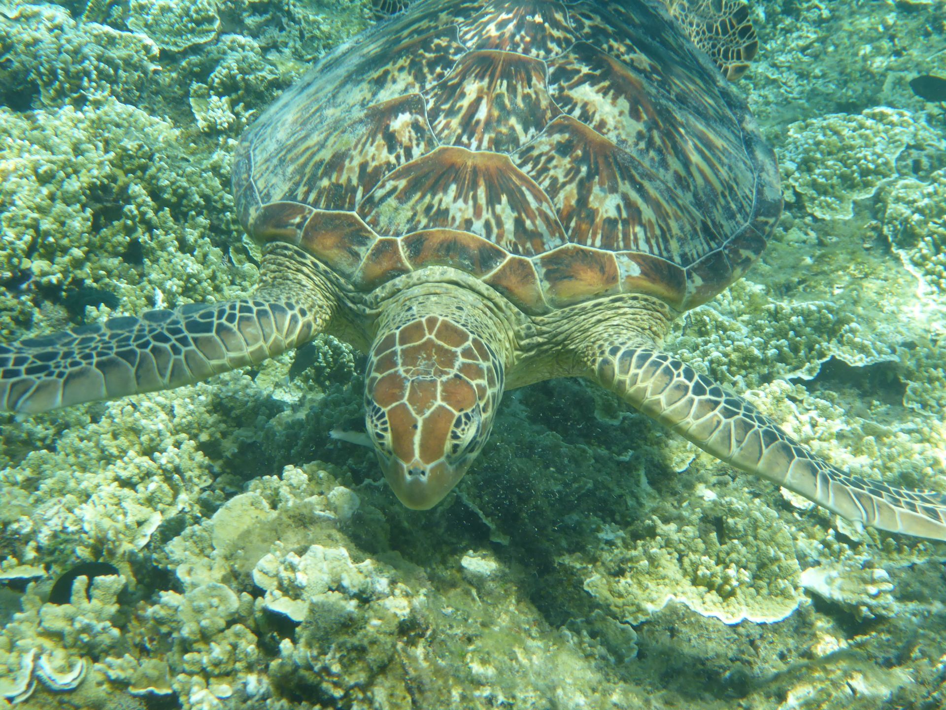 Detailed view of a green sea turtle swimming among corals in a tropical underwater setting.