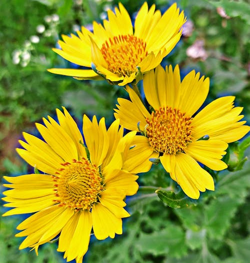 Free stock photo of sunflower flower nature Stock Photo