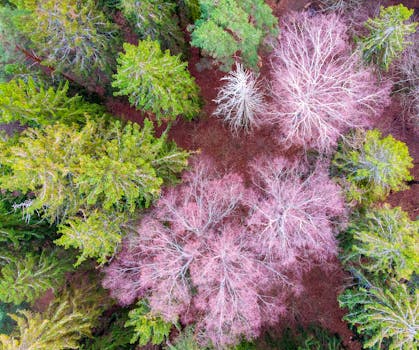 Drone shot capturing a vibrant mix of green and pink trees from above.
