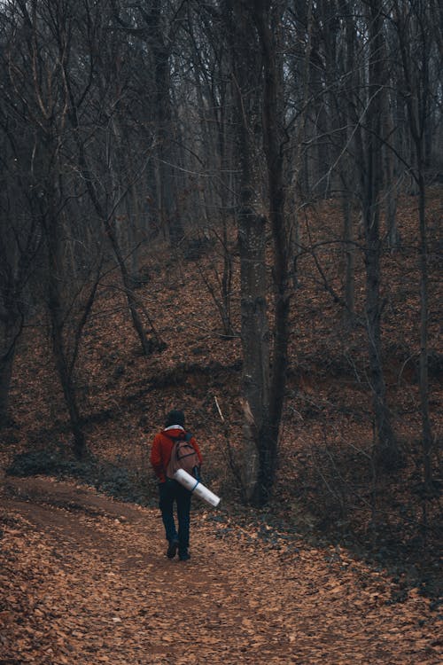 Photo of a Person Walking in a Forest with Leafless Trees